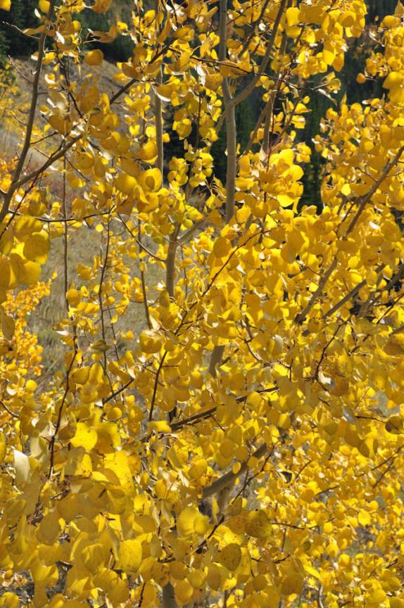 Cores de Outono na estrada entre Dawson e Whitehorse, no Yukon Territory, no Canadá